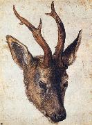 Albrecht Durer, The Head of Stag